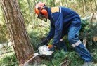 Conobletree-felling-services-21.jpg; ?>
