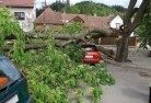 Conobletree-felling-services-41.jpg; ?>
